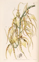 Brassia cochleata (comme syn. Brassia lawrenceana)